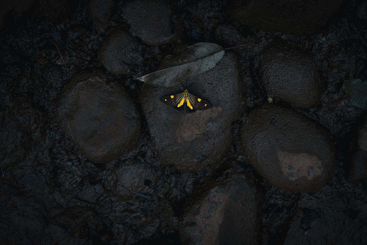gruta india yellow butterfly on stone butterfly